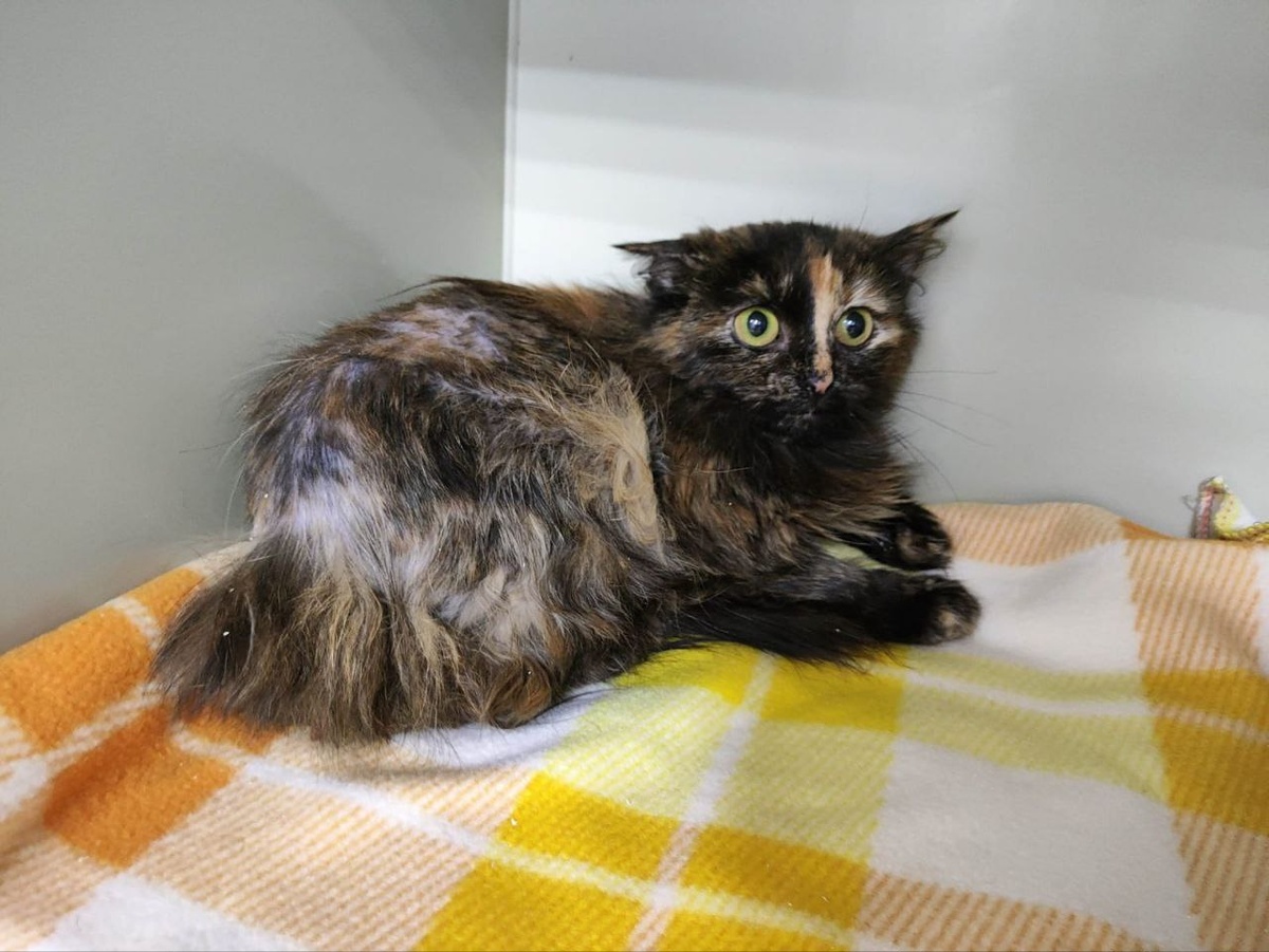 Чопа в клинике