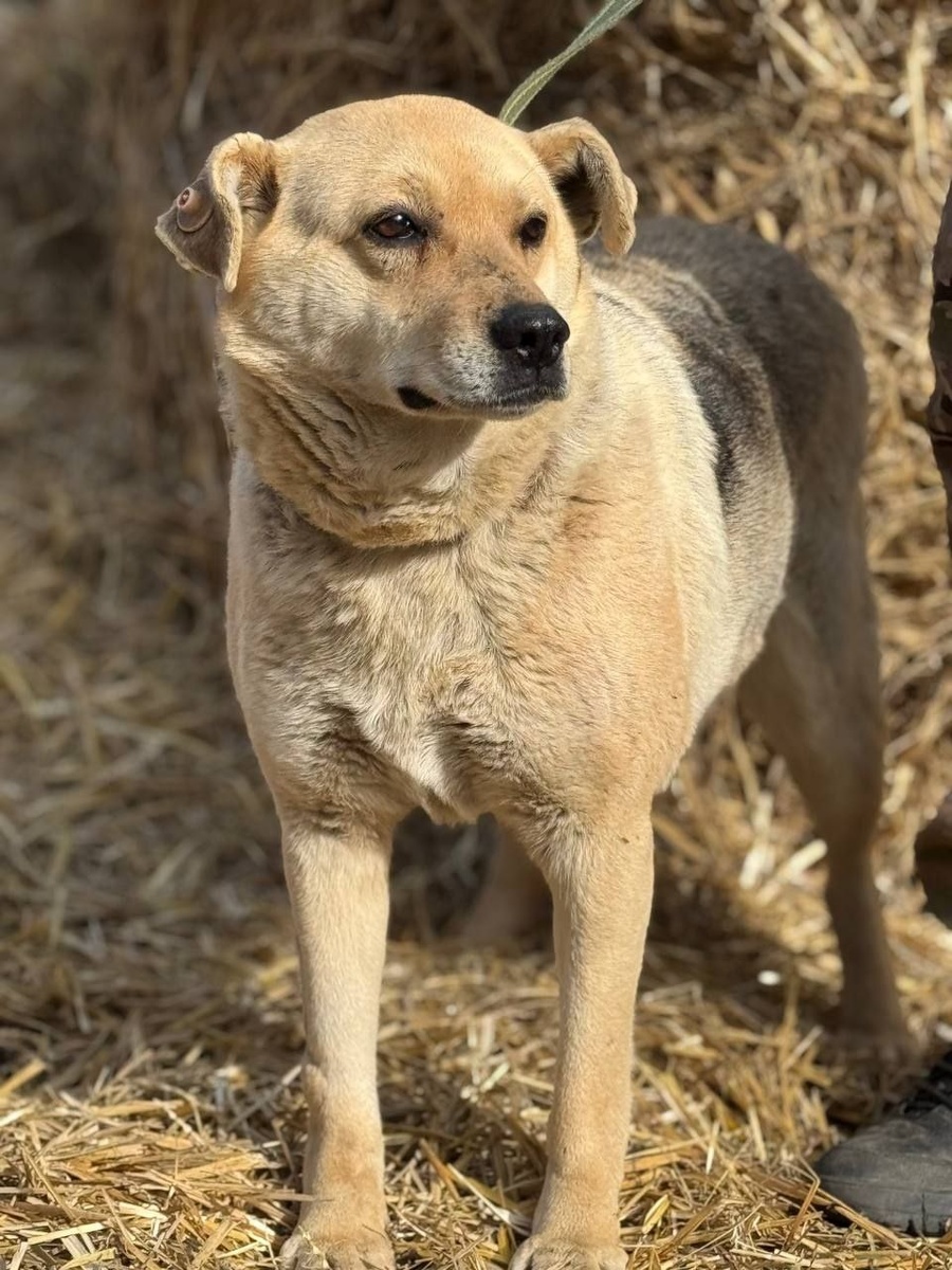 Юлька ищет дом. Собачка скучает по своему человеку. Ненавязчива,контактная. Очень хочет быть рядом с любящей семьёй и быть полезной людям. Будет замечательной охранницей ..89834293345 Элмира,  89146346906 Ирина