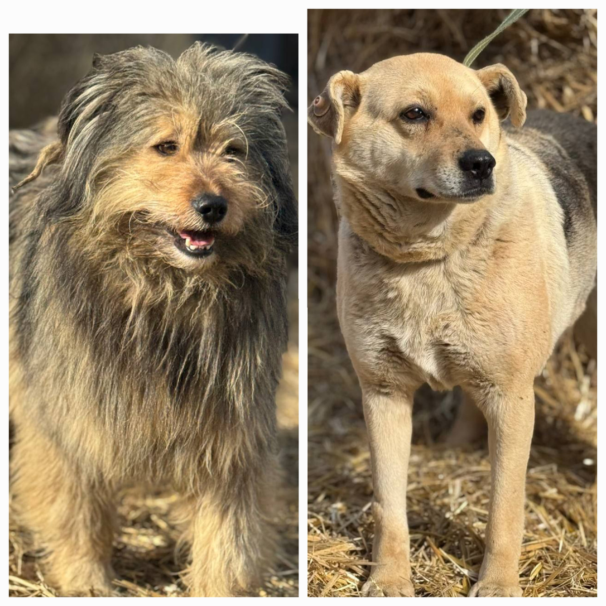 ДРУЗЬЯ, ВНИМАНИЕ! Хвостики, которых мы разместили в данном посте, ищут либо старых, либо новых хозяев! 🙏🙏🙏 Это собаки из Гусиноозерска и они сейчас находятся в отлове в Улан- Удэ. Просим репосты.  Телефон для связи 89834293345