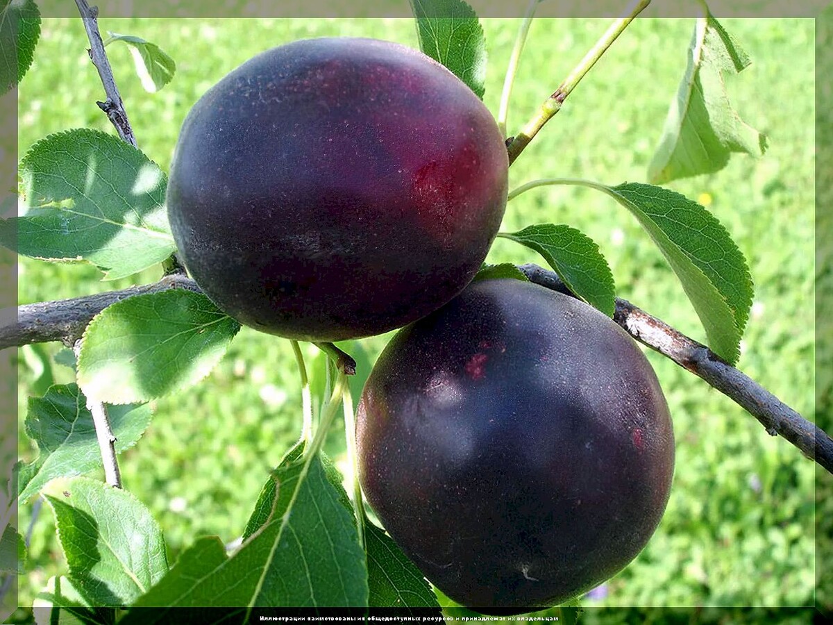 https://vk.com/photo-159774511_457270766. Плумкот (слива-абрикос)