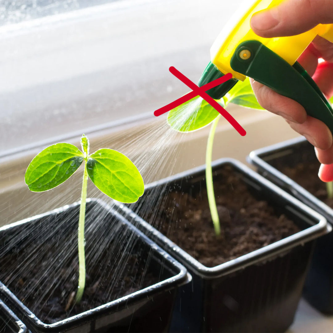 Неправильный полив может запросто загубить растения