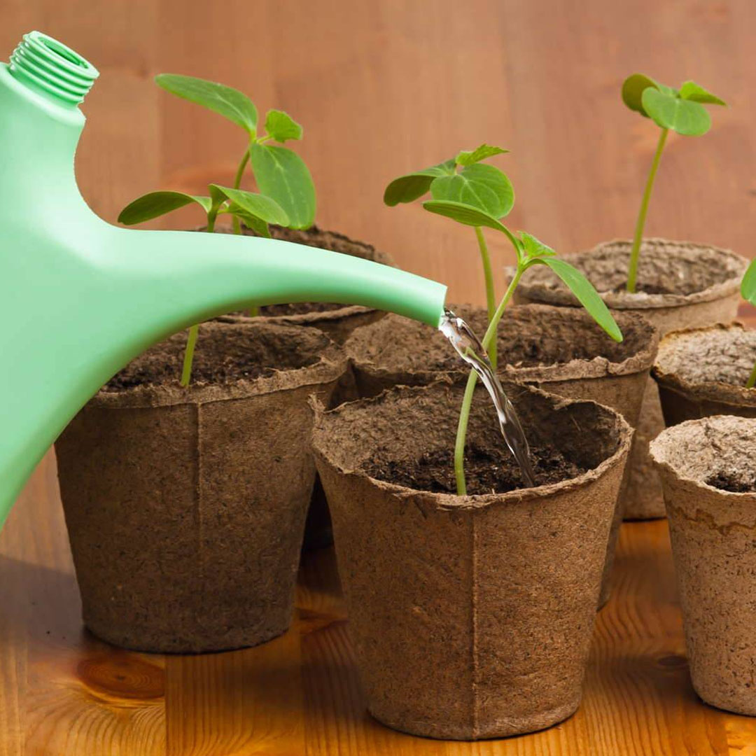 Я стараюсь поливать только под корень растения