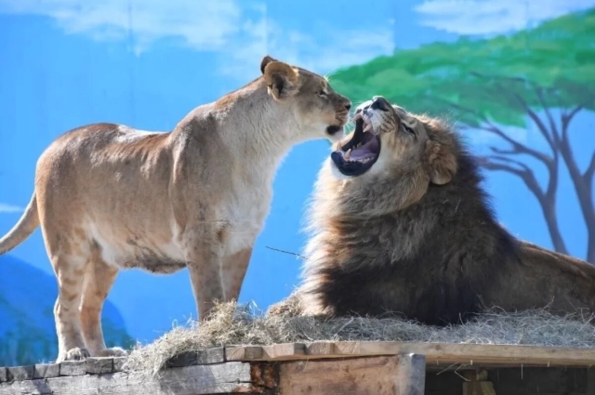    Во Владивостоке владельцы зоопарка «Садгород» начали делить бизнес