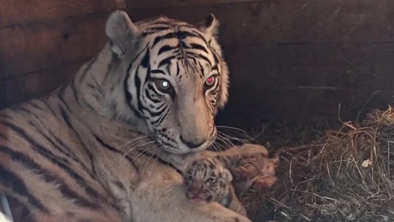     Тигриное пополнение случилось в барнаульском зоопарке Барнаульский зоопарк