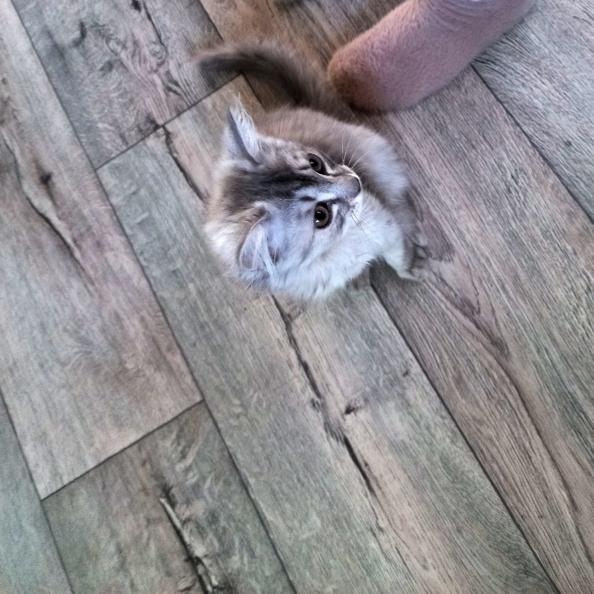 Кошечка у родителей, ещё котёнок, зовут Муся-Маруся