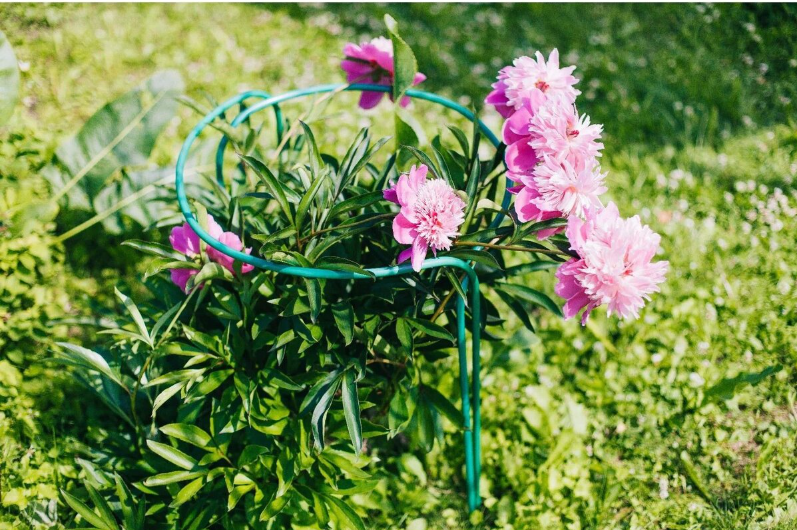 Пластиковые опоры для кустов - самый плохой выбор