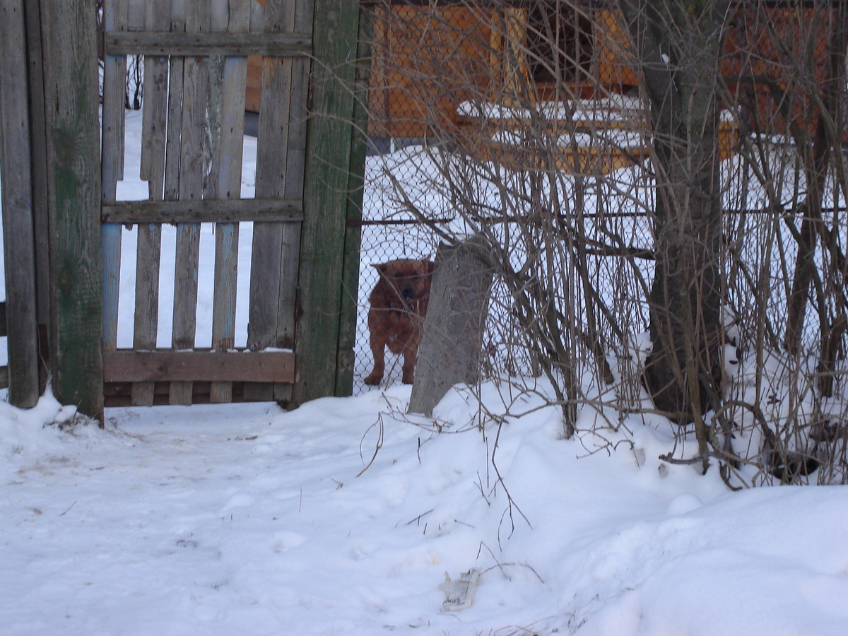 3 февраля 2007 года. Московская область, Одинцовский район, село Ромашково.