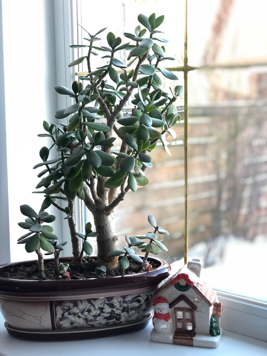 Мини-садик из крассулы