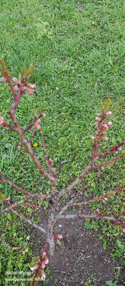 Зацвел наш малышок персик. Пол метра усыпанные цветами. Брали, как колоновидный персик. На самом деле он просто на карликовом подвое...