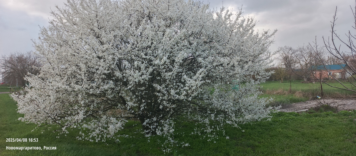А так цветет дикая алыча!