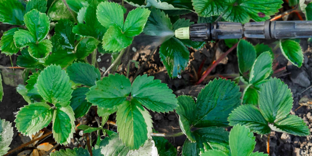 Весной на клубнику трачу час, а потом весь сезон счастливо провожу