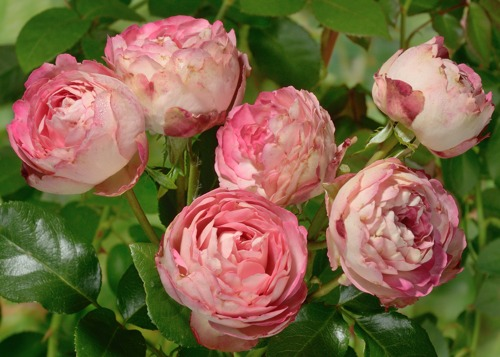 Все сорта роз можно купить в нашем интернет магазин – rozarium.biz