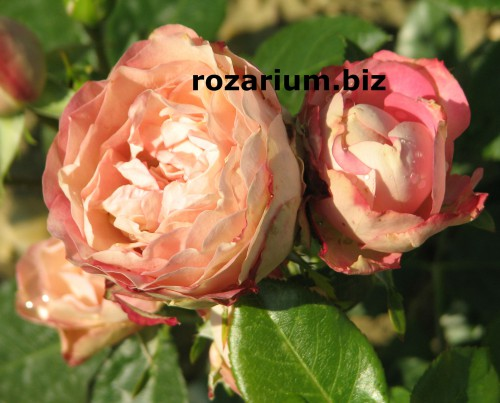 Все сорта роз можно купить в нашем интернет магазин – rozarium.biz