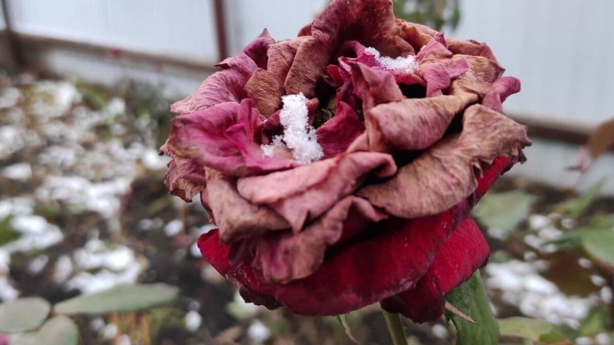     Источник: 1MI