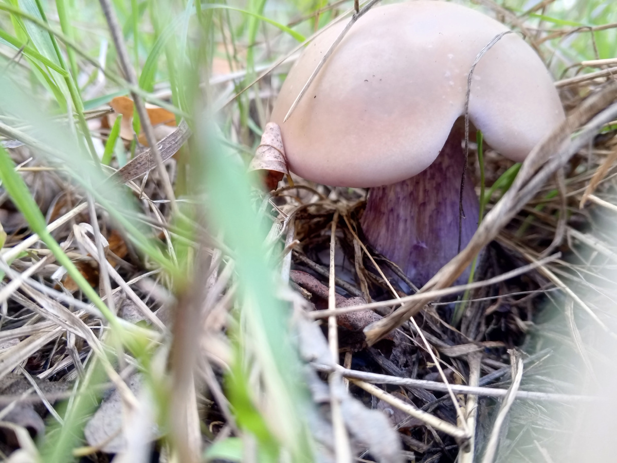 Молодая синеножка. Фото авторов