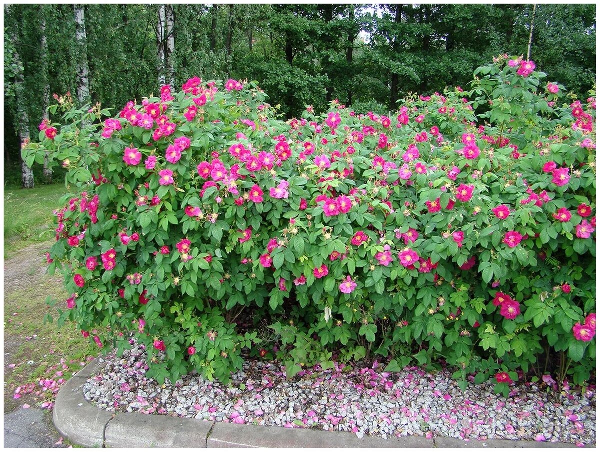 Шиповник морщинистый