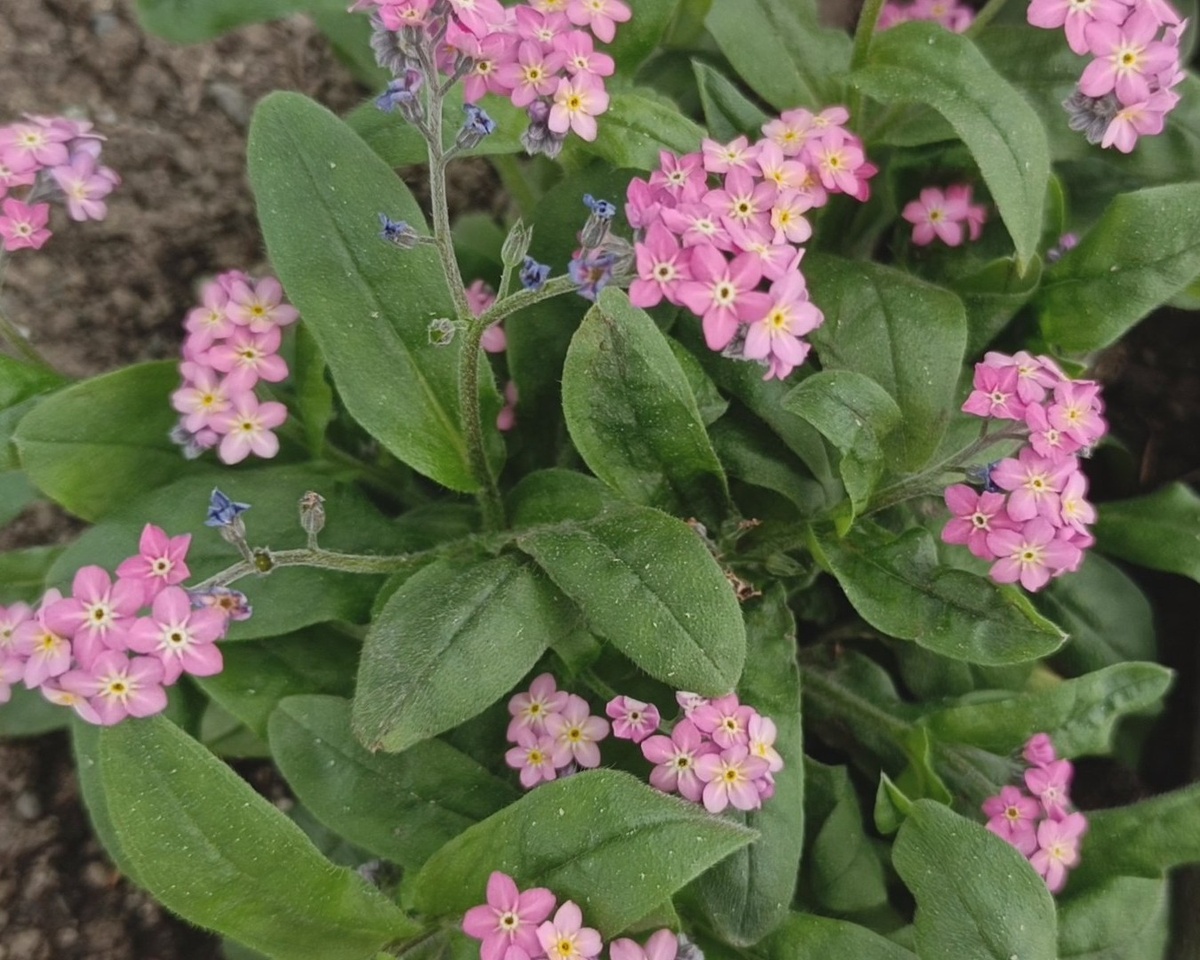 Адлер, санаторий "Южное взморье", незабудки, апрель 2025 г.