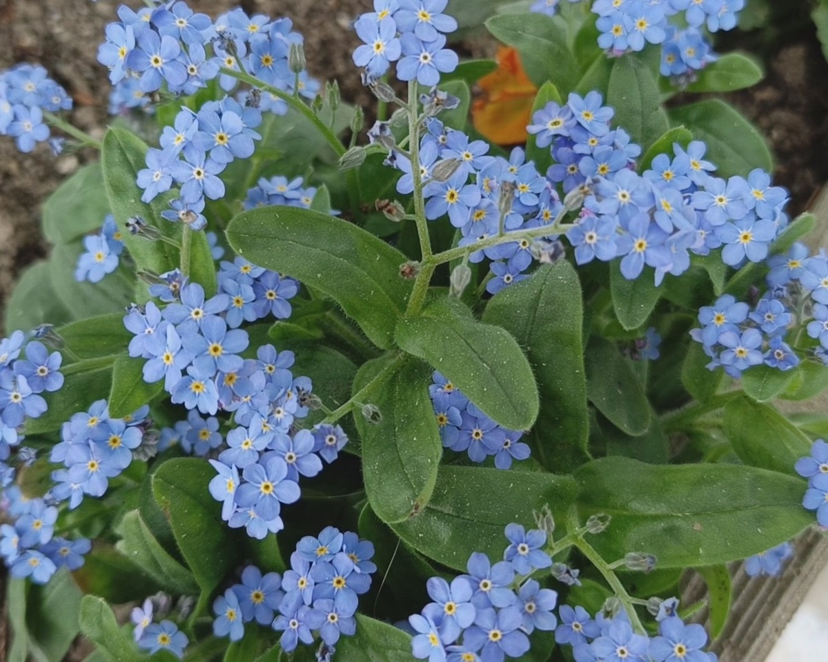 Адлер, санаторий "Южное взморье", незабудки, апрель 2025 г.