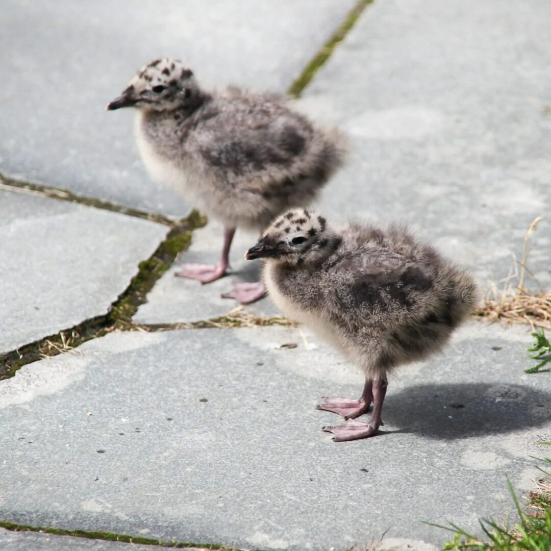Источник фото Яндекс Картинки
