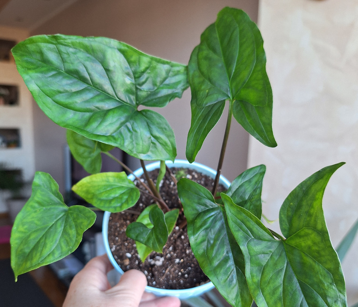 Фото автора. Сингониум Империал Вайт~не Вайт!