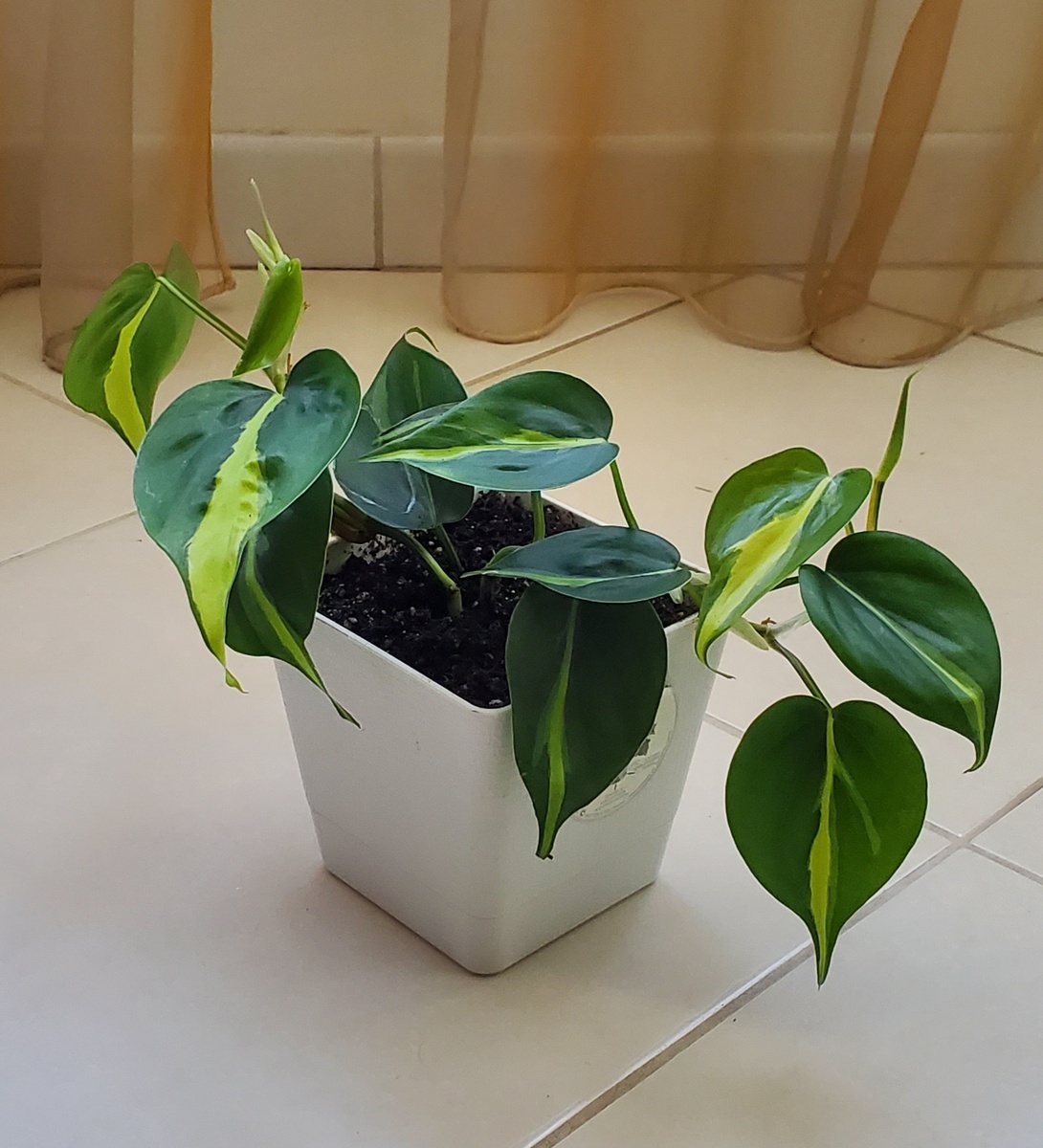 Фото автора. Филодендрон Сканденс Бразил.