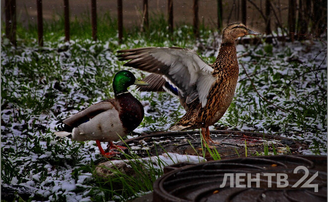    © Анастасия Илюшина для ЛенТВ24