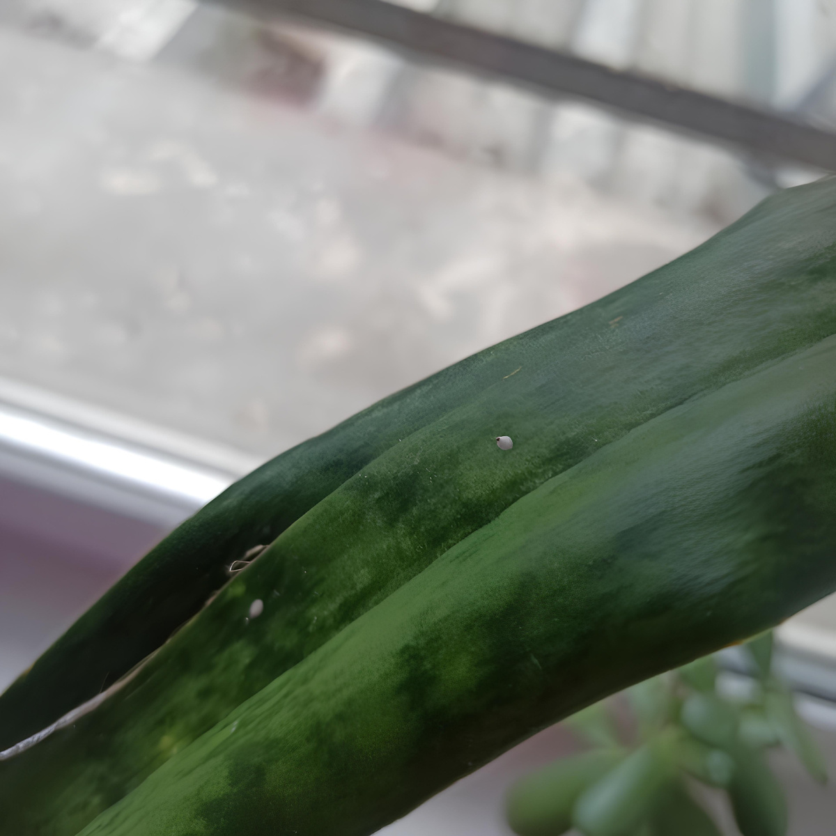 Щитовка на сансевиерии