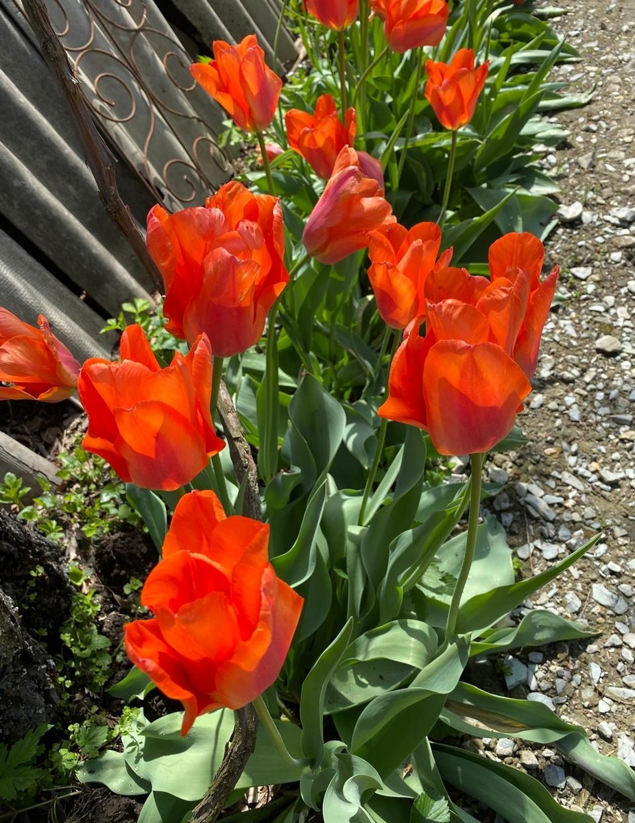 Тюльпаны холодов не испугались