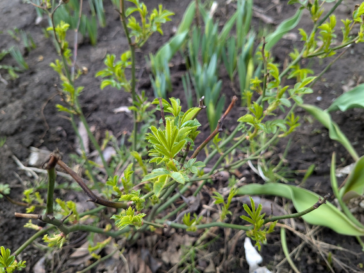 Полиантовая розы White Morsdag