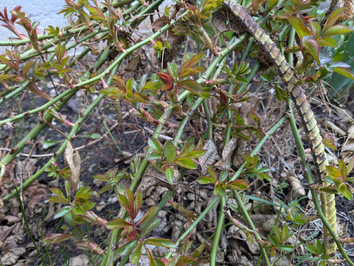 Плетистая роза Flammentanz у забора