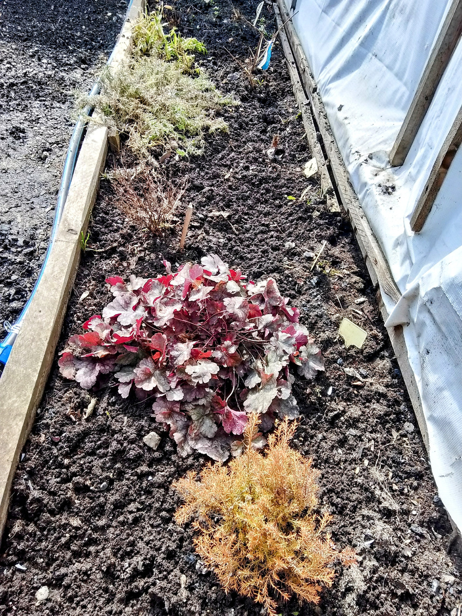 Клумба слева 