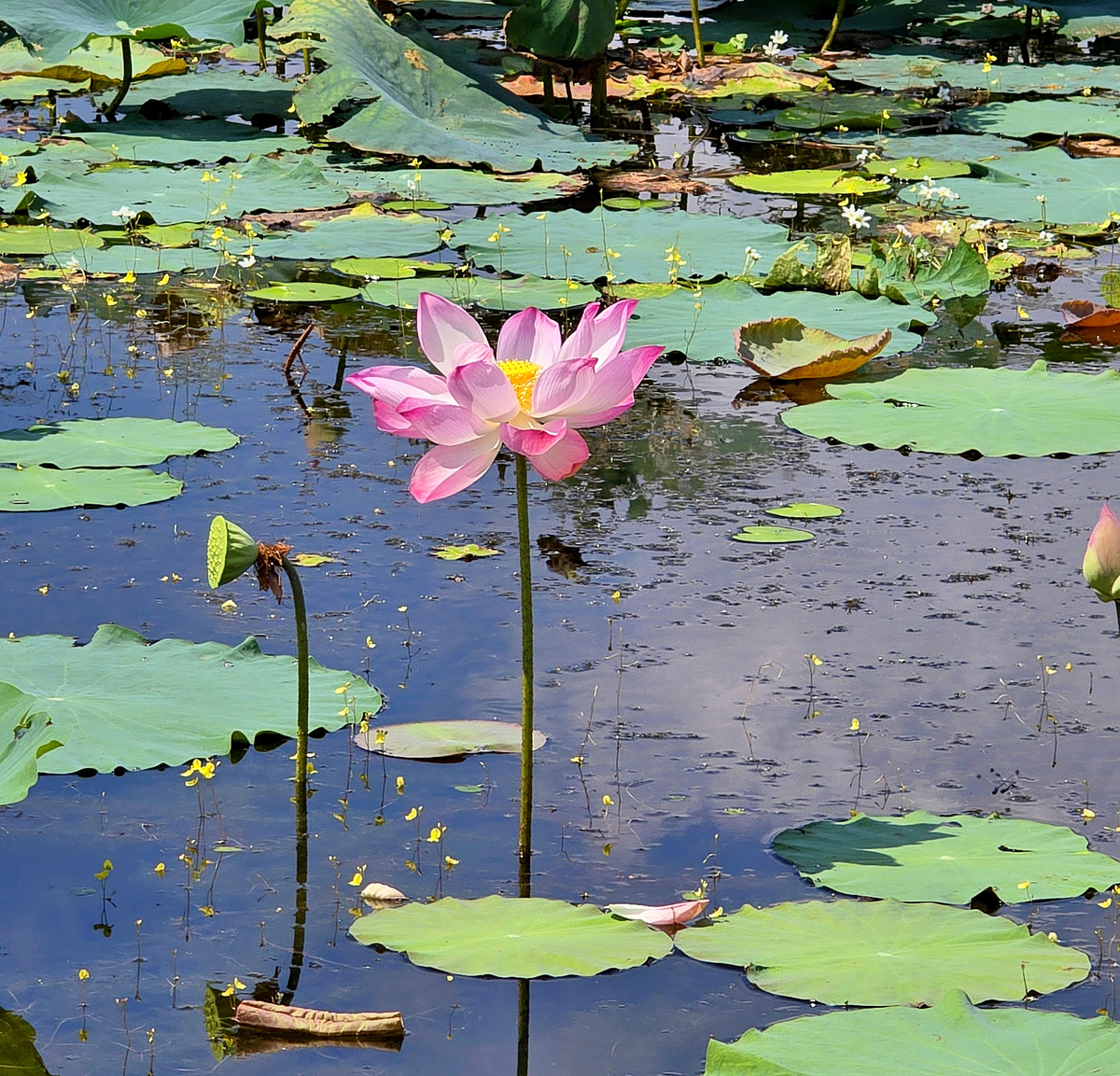 Лотос - олицетворяющий у кхмеров чистоту и первозданность - можно считать символом Камбоджи. 