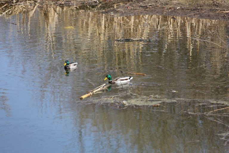    Урал упал в Илеке и Орске и прибавил в Оренбурге Оренбуржье