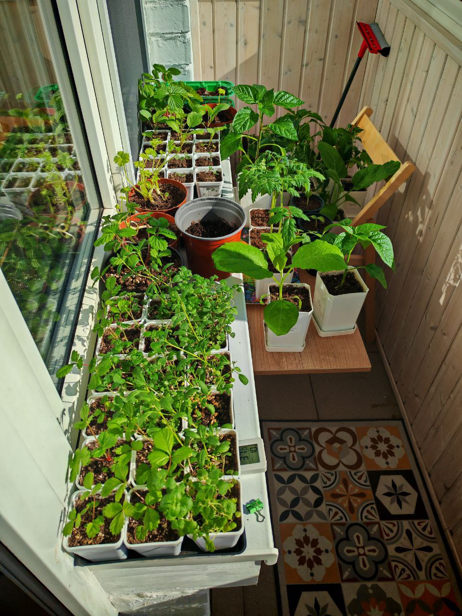 Сегодня утром моя рассада выглядела вот так