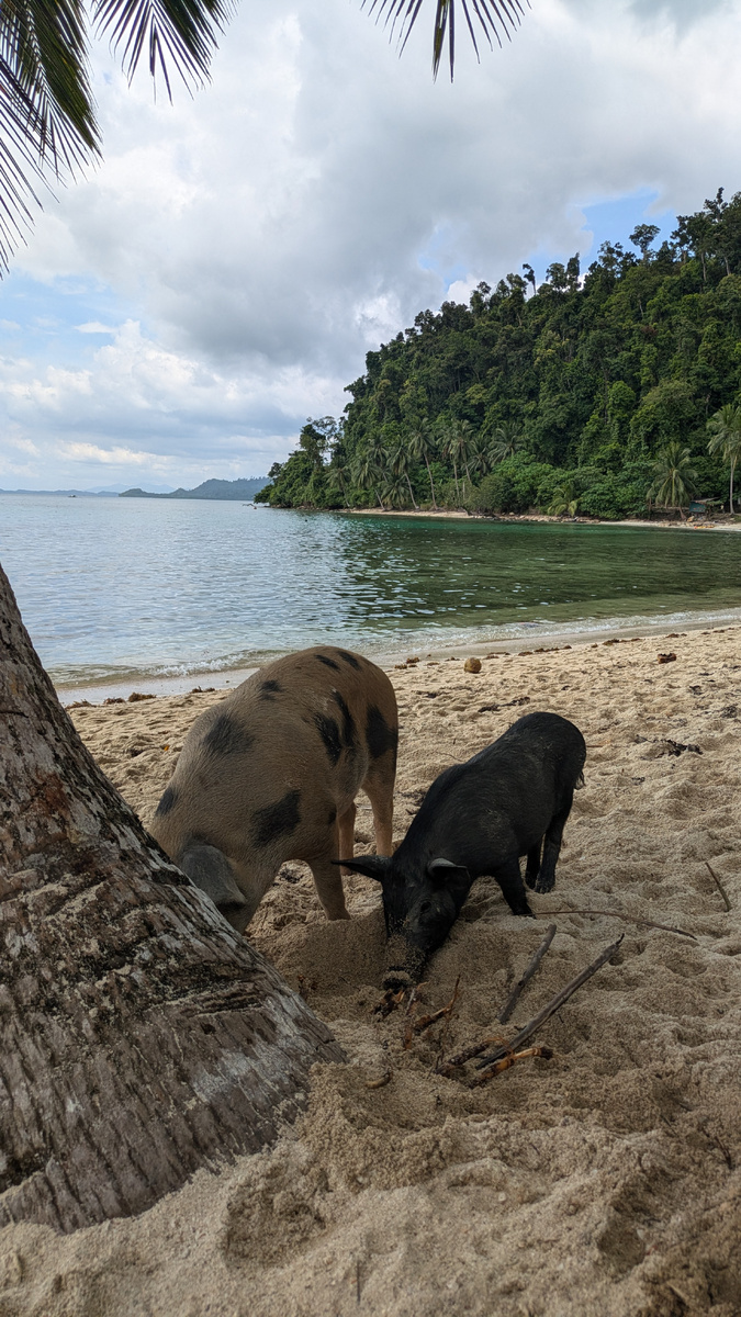 Поросята прямо на пляже.