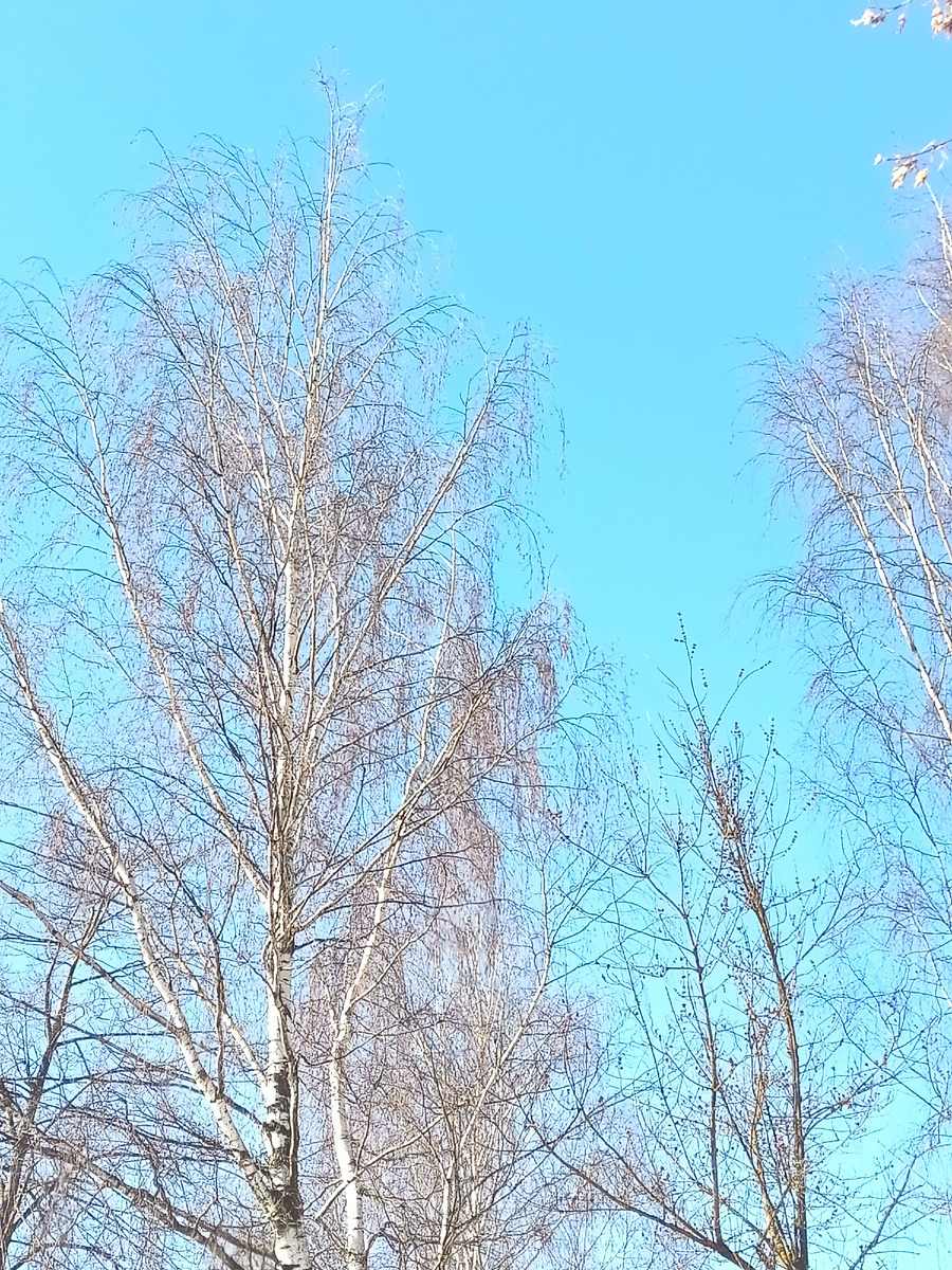 Просто весеннее небо 