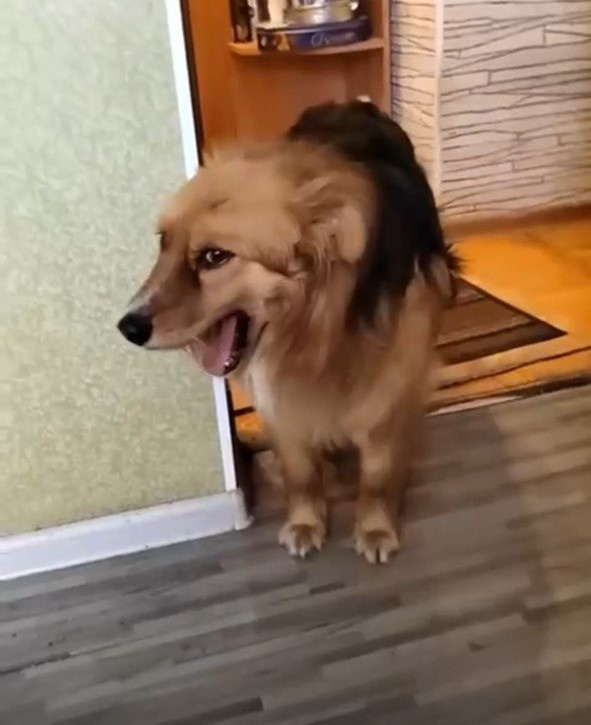Тотошка дома
