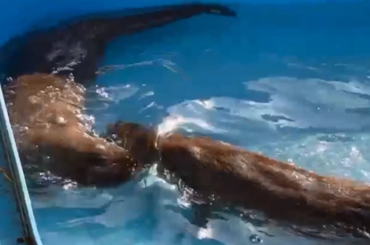    Челябинский зоопарк объявил об открытии уличных бассейнов