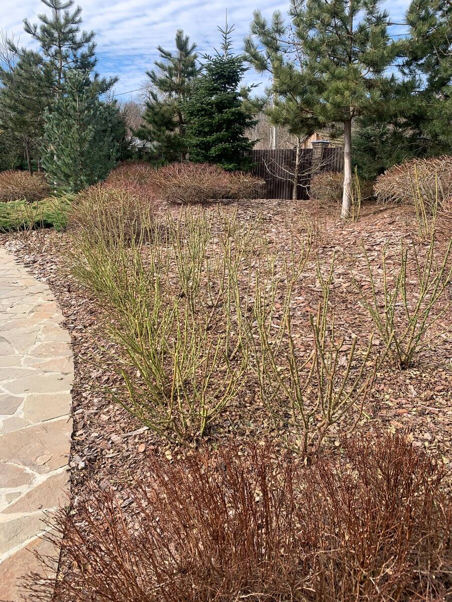 Мульчирование - лучший способ дать здоровье почве