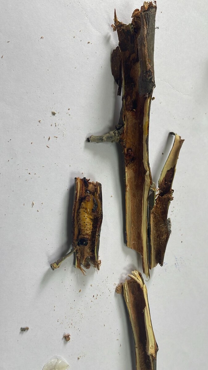 Жук в ветке яблони. Фото С. Миронова