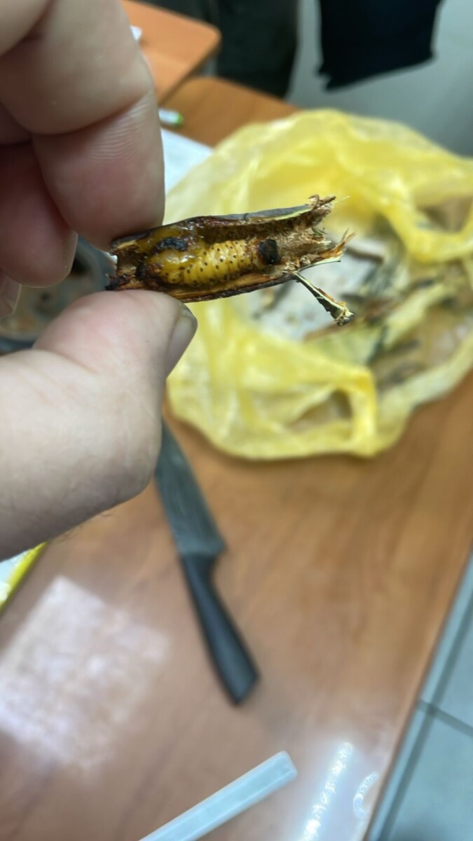 "Подозрительная" личинка  внутри ветки. Фото С. Миронова