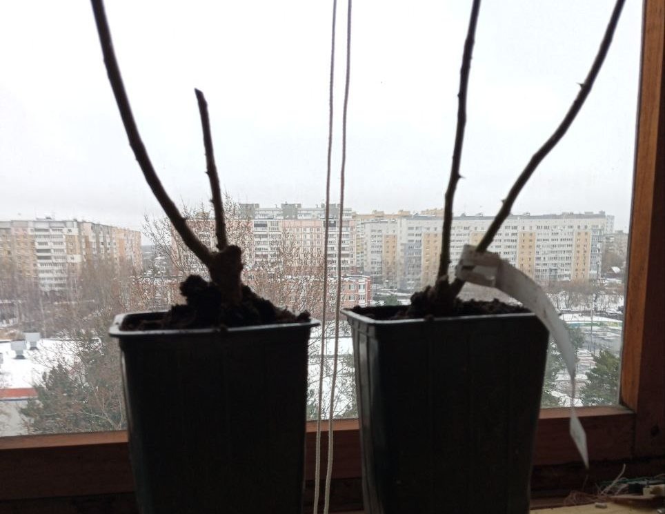  Саженцы ждут весну