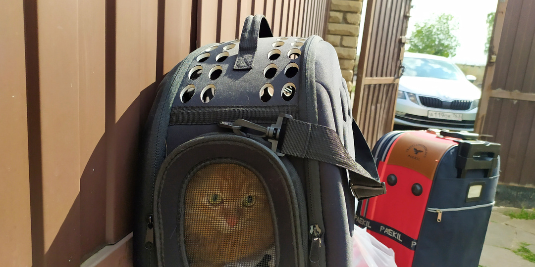 На поезде в Ейск из Москвы за 185 000 ₽ на 12 дней (с котом!)