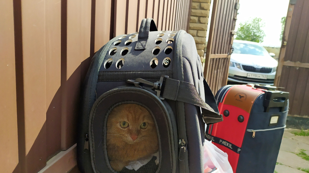 Филя в переноске