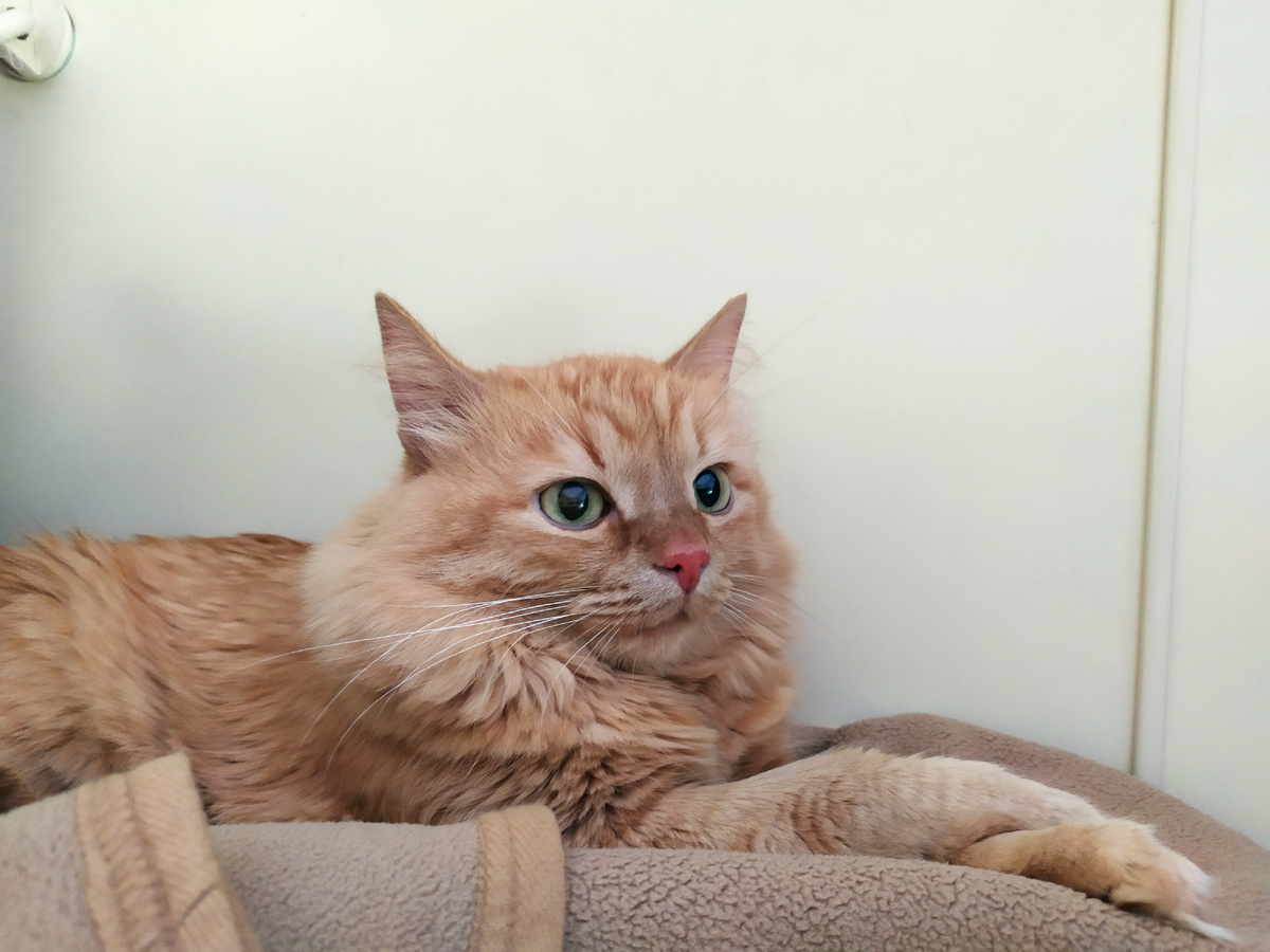 Без нее конечно же лучше