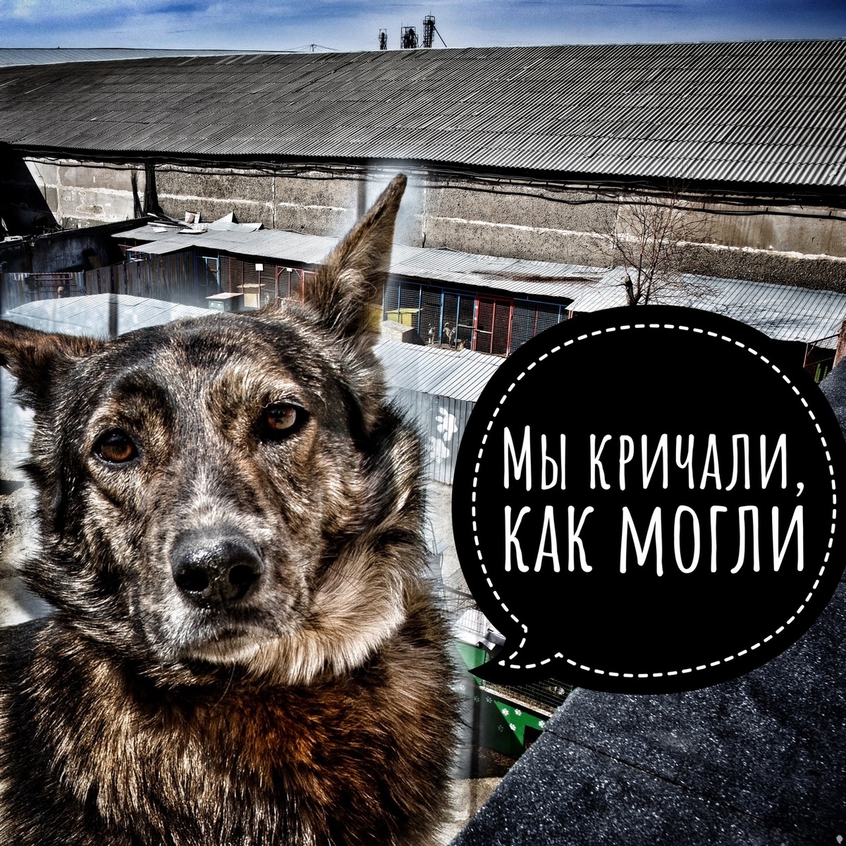 Даже если мы разложим всем по чайной ложке, нам все равно не хватит накормит 500 собак!