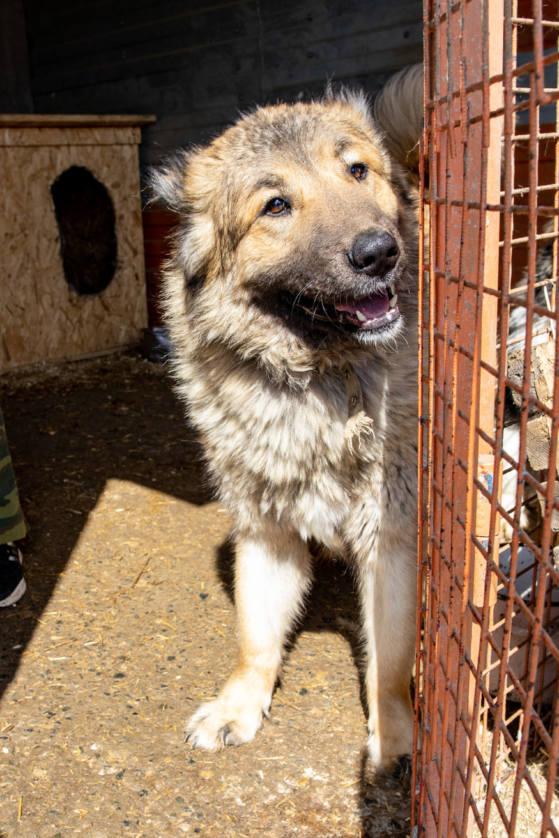 В придёт проживают 500 собак и кошек, большая часть старички и инvалиды!