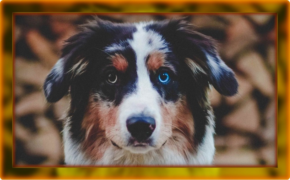 Ну да, с глазами мне не повезло, зато характером — я сущий ангел средь хвостатых братьев...