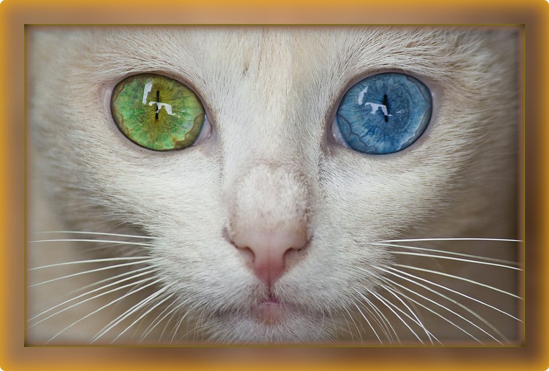 Вы только посмотрите в эти чистые глаза! В них две Вселенные, пропитанные сказочною тайной!