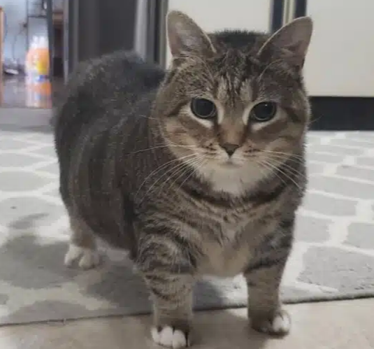 Самое знаменитое фото Этель, (Oiia cat)